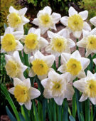 Narcisi corona grande Ice Follies