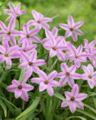 Ipheion uniflorum Charlotte Bishop