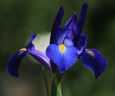Iris olandese Blue Magic 