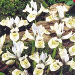 Iris reticulata Nataschia