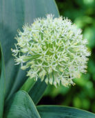 Allium karataviense Ivory Queen