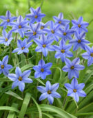 Ipheion uniflorum Jessie