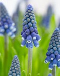 Muscari Joyce Spirit