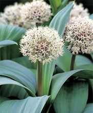 Allium Karataviense