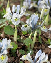 Iris histrioides Katharine Hodgkin