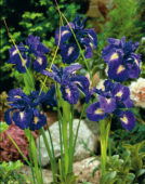 Iris lactifolia King Of The Blues