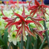 Amaryllis hippeastrum La Paz