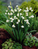 Leucojum Aestivum