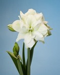 Amaryllis hippeastrum Marilyn