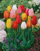 Tulipa trionfo misti