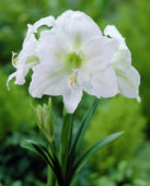 Amaryllis hippeastrum Mont Blanc