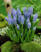 Muscari armeniacum Armeniacum