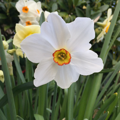 Narcisi Poeticus Actaea