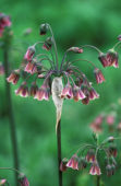 allium Nectaroscordum