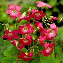 Oxalis deppei Iron Cross