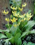 Erythronium Pagoda