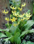 Erythronium Pagoda