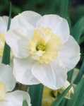 Narcisi spit-corona Papillon Blanc