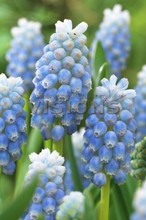 Muscari armeniacum Peppermint