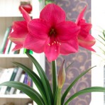 Amaryllis hippeastrum Pink Surprise