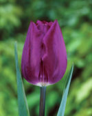 Tulipani Purple Bouquette