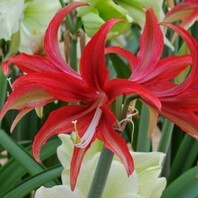 Amaryllis hippeastrum Quito