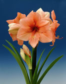 Amaryllis hippeastrum Rilona