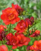 Freesia rosso