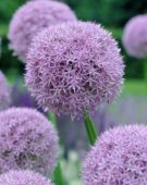 Allium Round and Purple