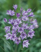 Triteleia brodiaea Rudy