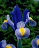 Iris olandese Purple Sensation