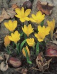 Sternbergia Lutea