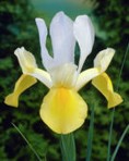 Iris olandese Symphony