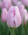 Tulipani Synaeda Amor