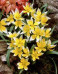 Tulipa Tarda