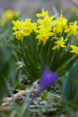 Narcisi cyclamineus Tete-à-Tete