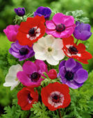 Anemone coronaria The Caen