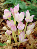 Crochi Colchicum The Giant