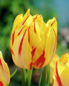 Tulipani Monsella