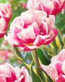 Tulipani Toplips