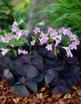 Oxalis Triangularis