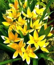 Tulipani Dasystemon