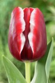 Tulipani Armani