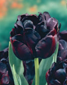 Tulipani Black Hero