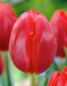 Tulipa Couleur Cardinal