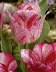 Tulipa Hemisphere