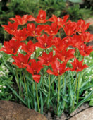 Tulipani Linifolia