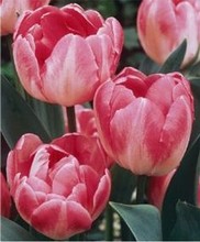 Tulipani Upstar