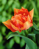 Tulipani Willem Van Oranje