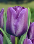 Tulipa Blue Ribbon